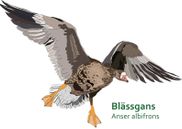 Blaessgans-2