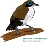 Braunweisser-Ameisenvogel_Gymnopithys-leucaspis