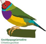 Gouldpapageiamadine