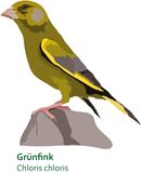 Gruenfink