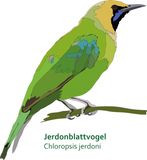 Jerdonblattvogel