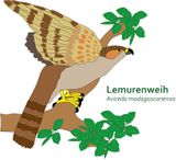 Lemurenweih