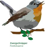 Zwergschnaepper
